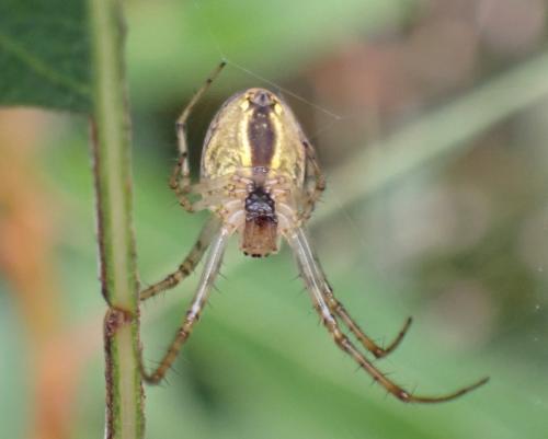 Metellina segmentata